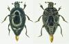 Saprinus subnitescens
